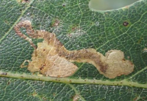 Ectoedemia subbimaculella